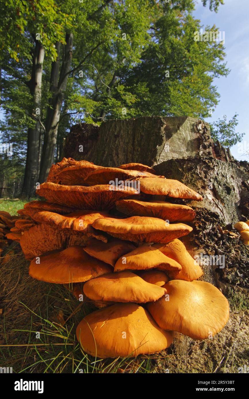 Spektakuläre Rostgalle, Schleswig-Holstein (Gymnopilus junonius) (Gymnopilus spectabilis) (Gymnopilus ventricosus) (Pholiota spectabilis), groß Stockfoto