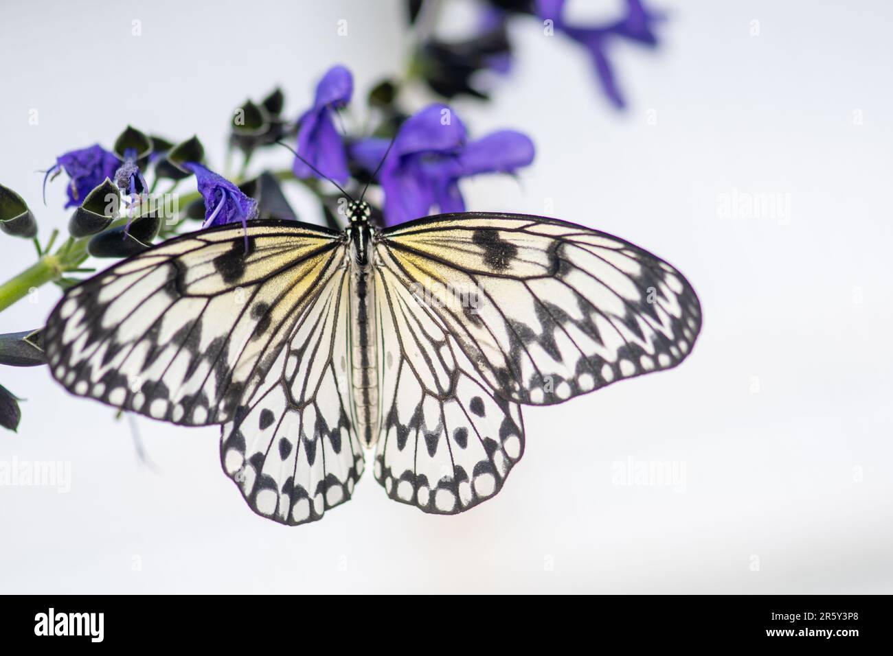 „Fesselndes Kaleidoskop: Ballett der Schmetterlinge im botanischen Schmetterlingsgarten“ Stockfoto