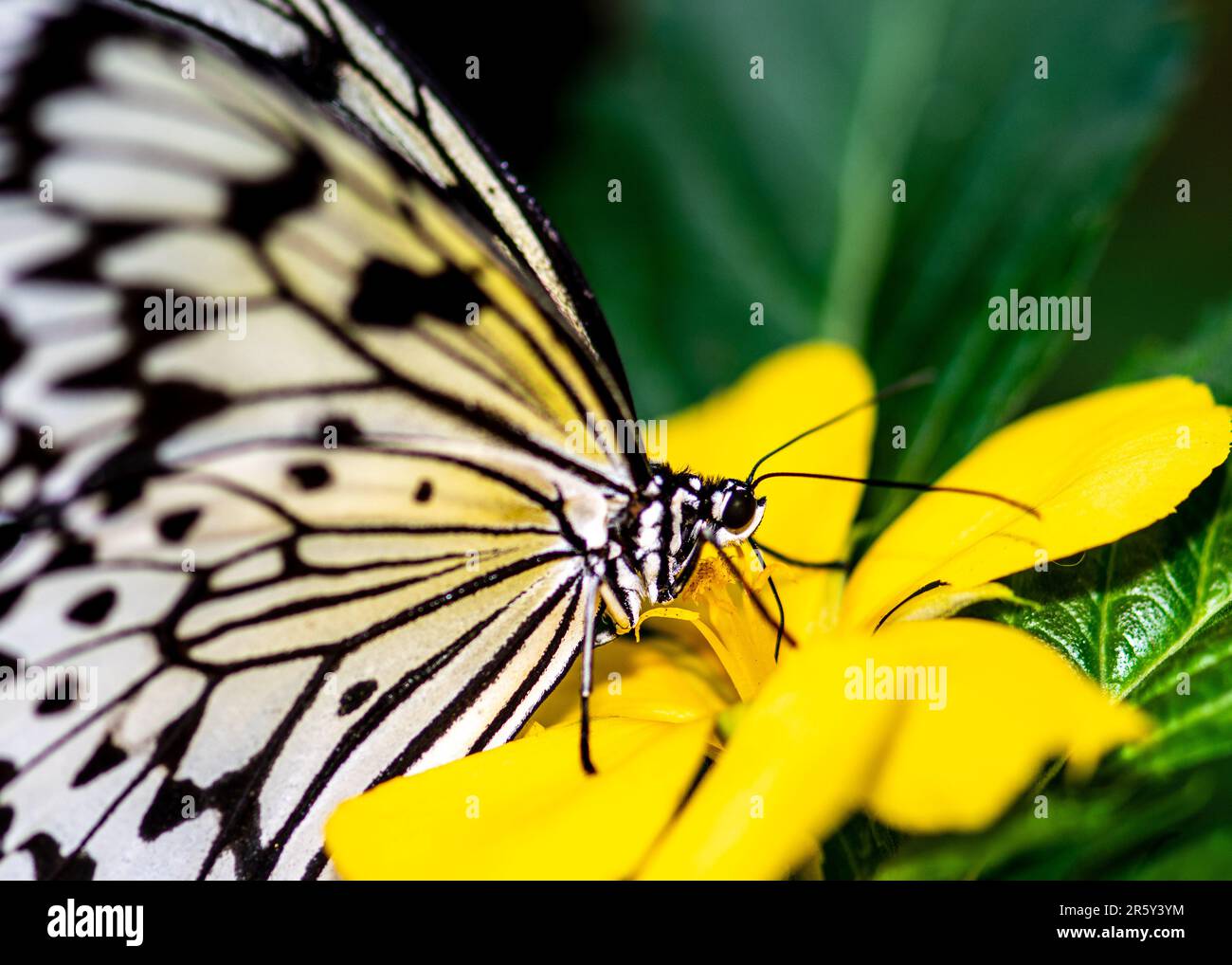 „Fesselndes Kaleidoskop: Ballett der Schmetterlinge im botanischen Schmetterlingsgarten“ Stockfoto