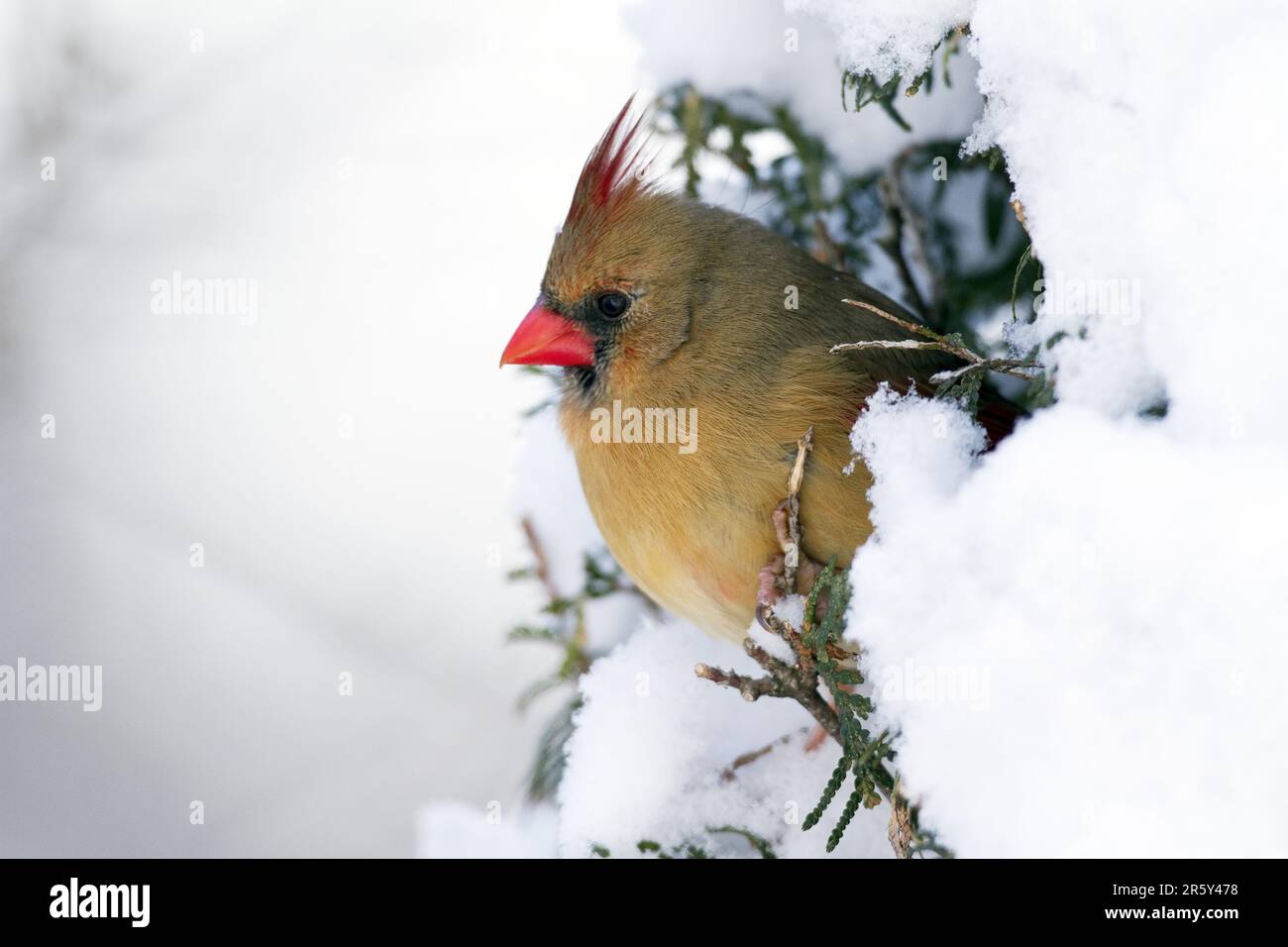 Kardinal, weiblich, Nordkardinal (Cardinalis cardinalis), Kanada Stockfoto