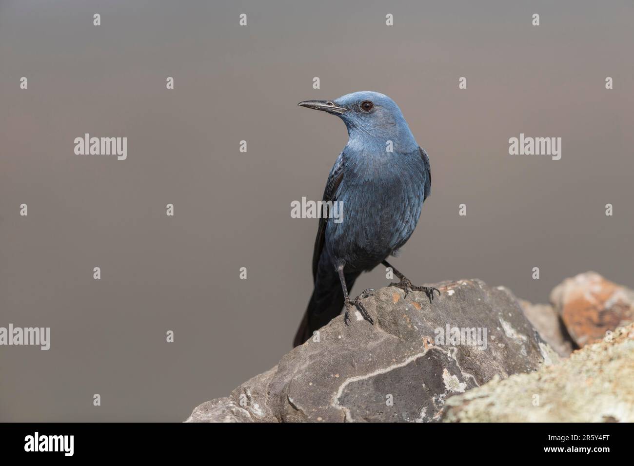 Blue Rock Thrush (Monticola solitarius), Spanien Stockfoto