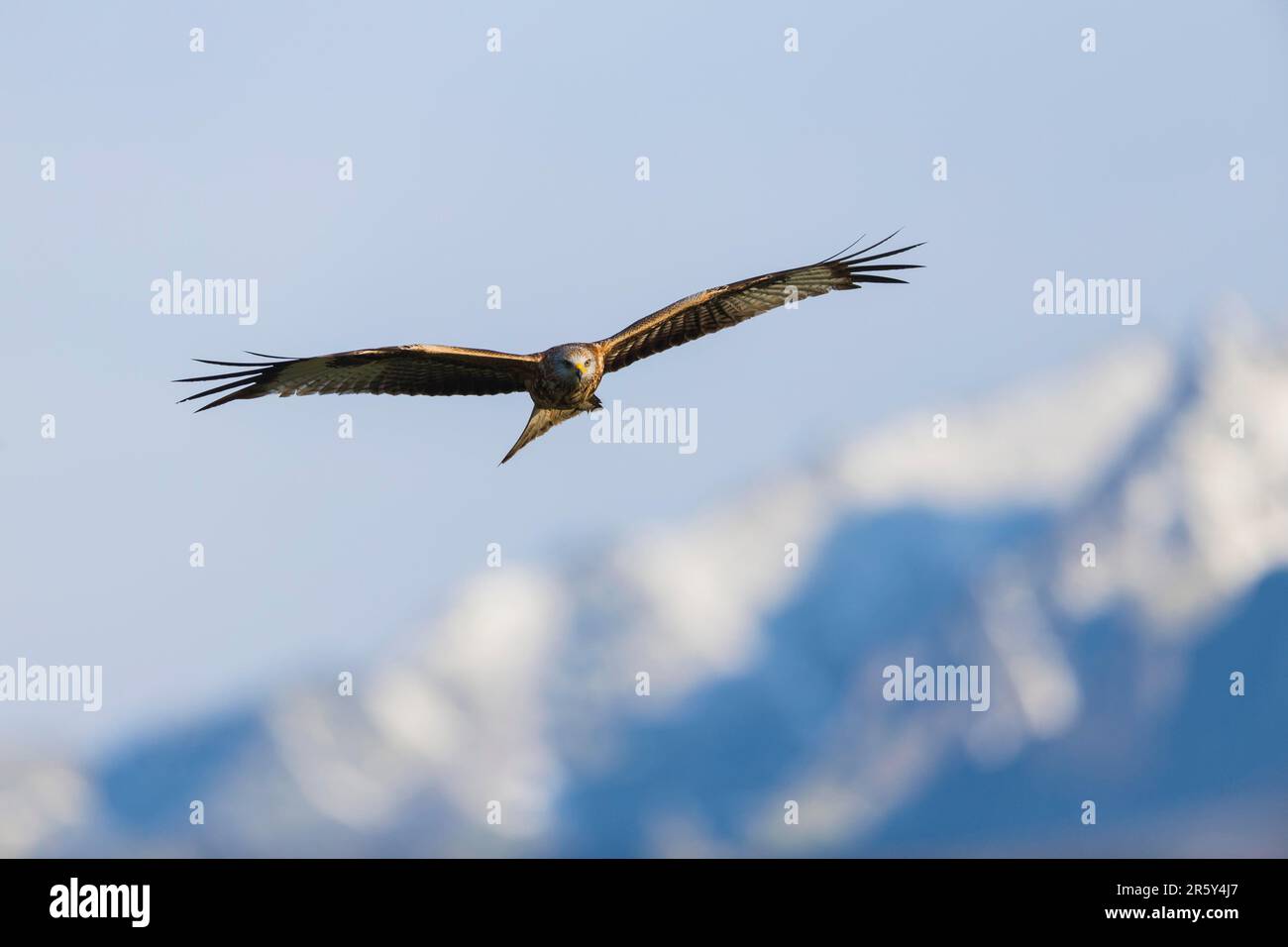 Rotmilan (Milvus Milvus), Spanien Stockfoto