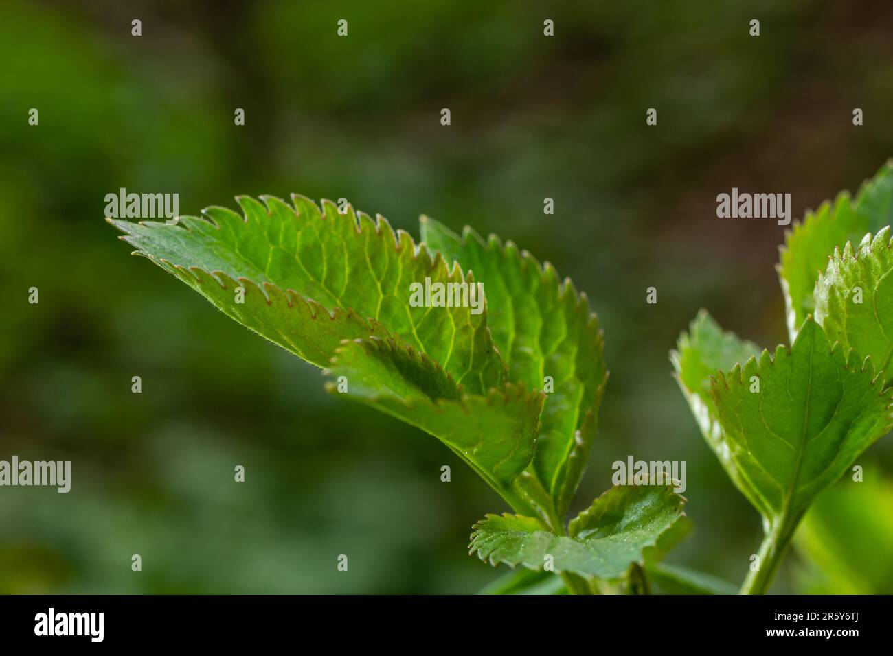 Große grüne Knospen verzweigen. Junge grüne Blätter aus dicken grünen Knospen. Zweige mit neuem Laub, erleuchtet von der Tagessonne. Frühlingstag. Stockfoto