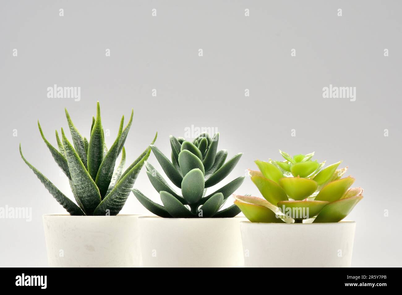 Kaktus im Blumentopf. Eine Aloe-Vera-Pflanze in einem modernen Topf auf grauem Hintergrund. Zimmerpflanzen in einem modernen Interieur. Stockfoto