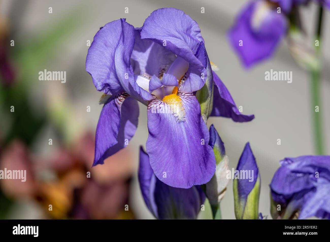 Makro-abstrakte Ansicht einer Blüte in solitärer lavendelblauer Bärtfarbe (Irisgermanica), die in einem sonnigen Garten blüht, mit Unschärfe-Hintergrund Stockfoto