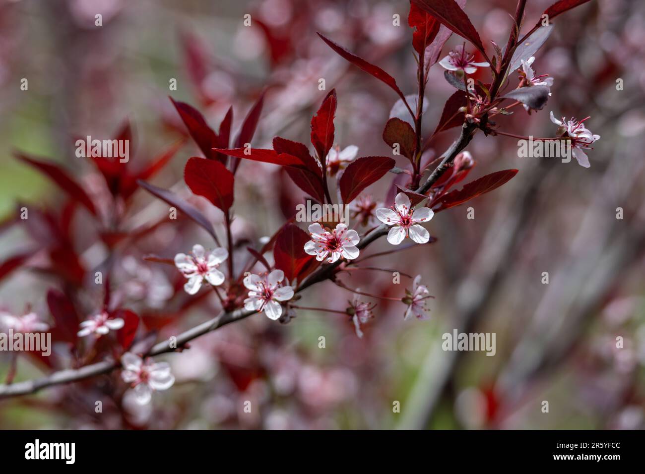 Abstrakter Makrostrukturhintergrund zarter weißer und roter Blüten auf einem violetten Blattsandkirschbaum (prunus cistena) Stockfoto