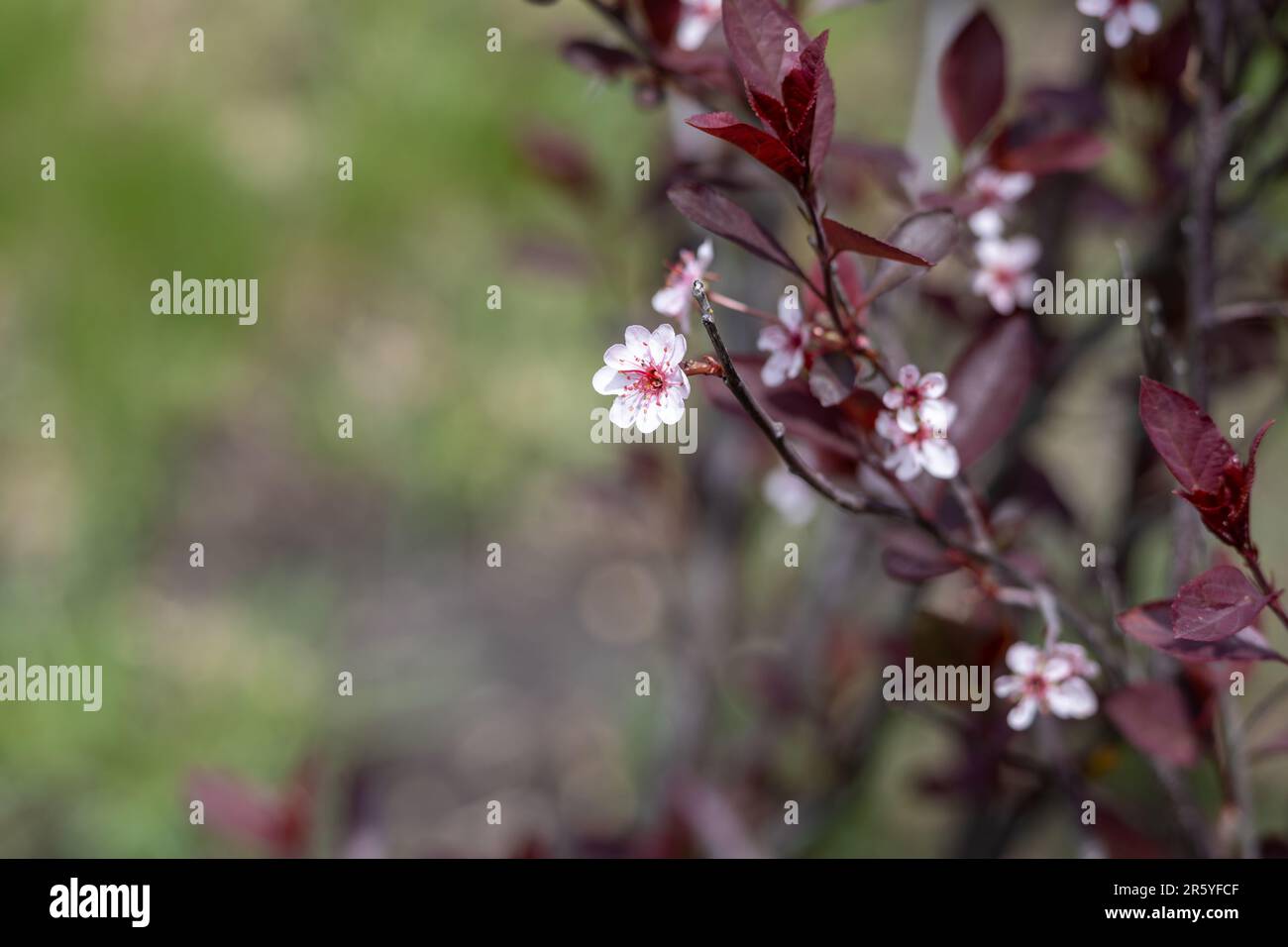 Abstrakter Makrostrukturhintergrund zarter weißer und roter Blüten auf einem violetten Blattsandkirschbaum (prunus cistena) Stockfoto