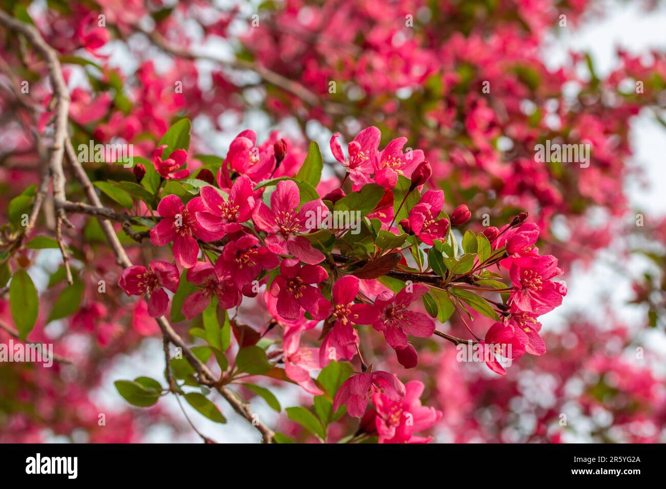 Makro-abstrakter Texturhintergrund rosa blühender Blüten auf einem Krabbenbaum (Malus) Stockfoto