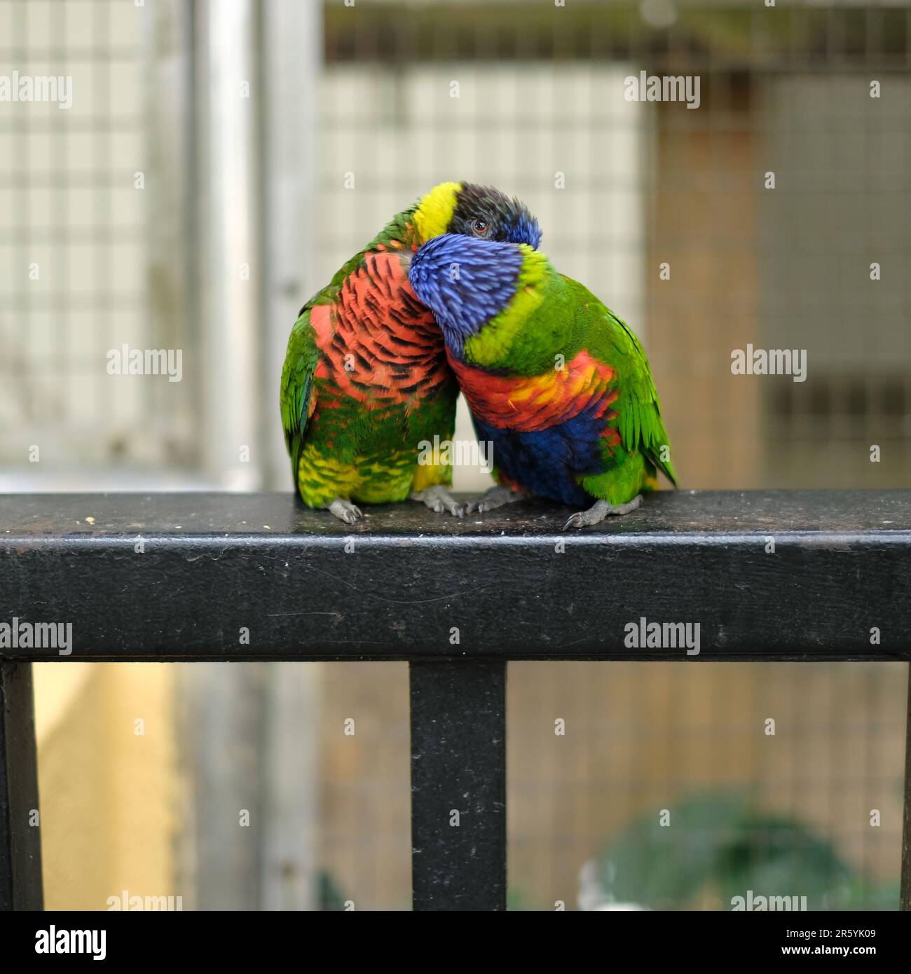 2 verliebte Vögel küssen sich im KL Bird Park Stockfoto