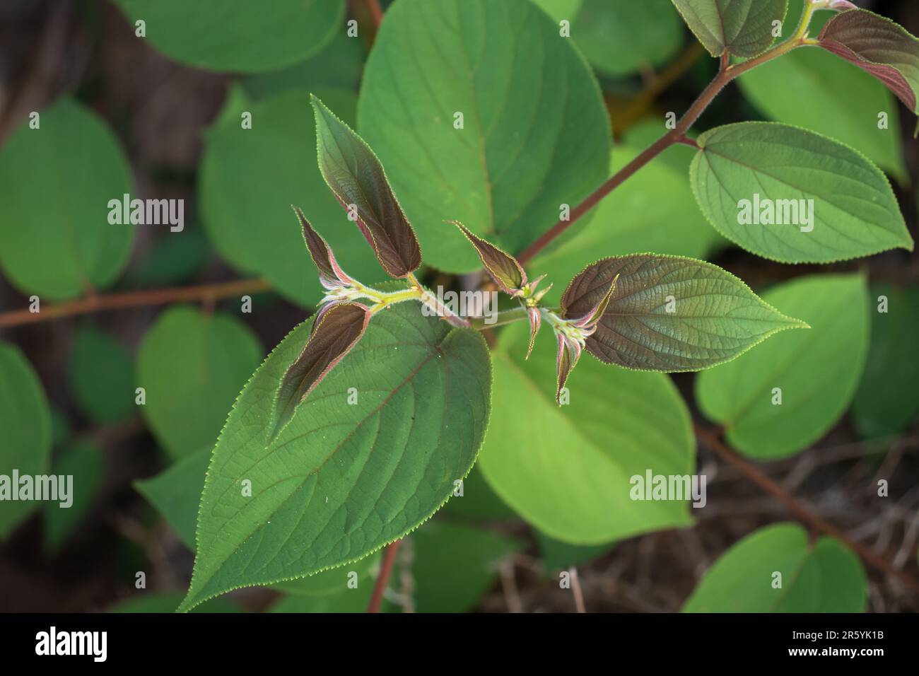 Nahaufnahme eines leuchtend grünen Blatts von oben nach unten, das auf einem unscheinbaren Strauch steht. Stockfoto