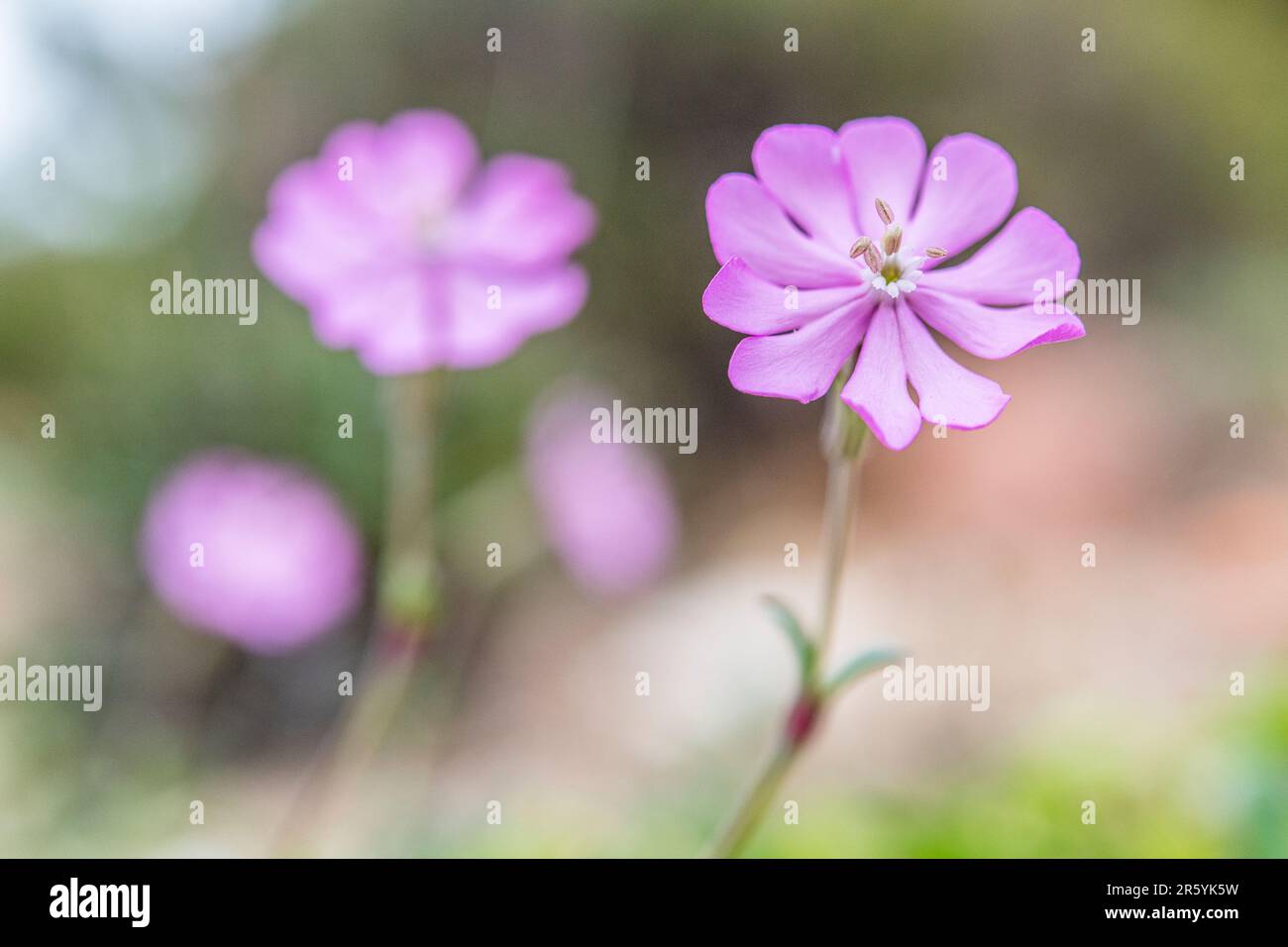 Silene colorata, Mediterranean Catchfly, ist eine Pflanzenart der Familie Caryophyllaceae. Stockfoto