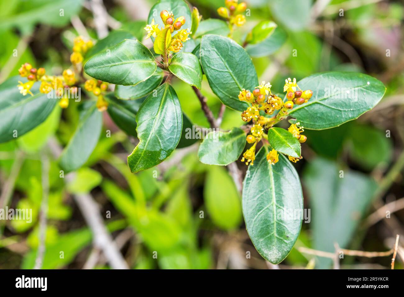 Rhamnus alaternus ist eine Blütenart der Dornfamilie Rhamnaceae, auch bekannt als italienischer Dorn oder mediterraner Dorn. Stockfoto