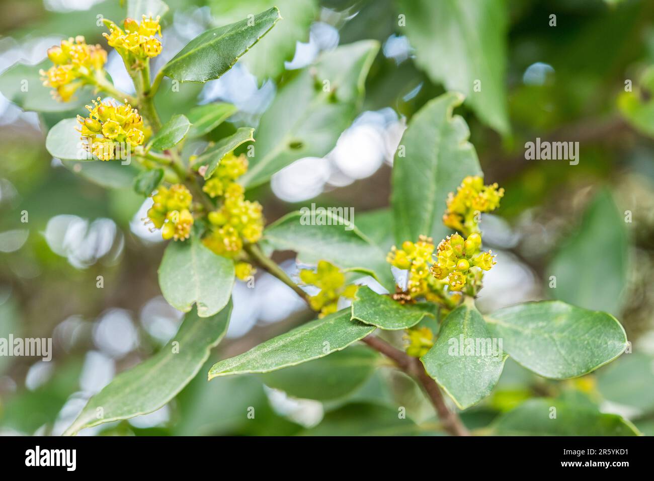 Rhamnus alaternus ist eine Blütenart der Dornfamilie Rhamnaceae, auch bekannt als italienischer Dorn oder mediterraner Dorn. Stockfoto