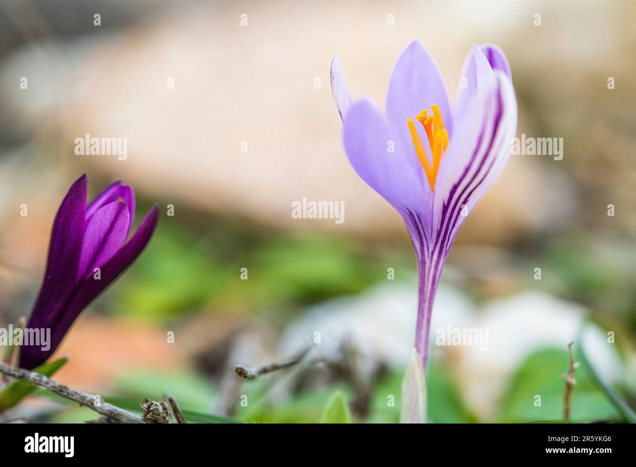 Crocus minimus ist eine Art Blütenpflanze der Gattung Crocus der Familie Iridaceae, die in Südkorsika, Sardinien und Capraia vorkommt. Stockfoto
