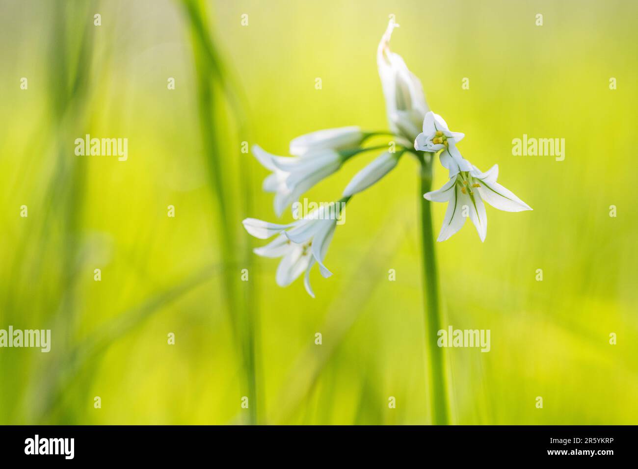 Allium triquetrum ist eine bulbusblühende Pflanze, die auf Englisch als dreieckiger Lauch, in Australien als abgewinkelte Zwiebel bezeichnet wird. Stockfoto