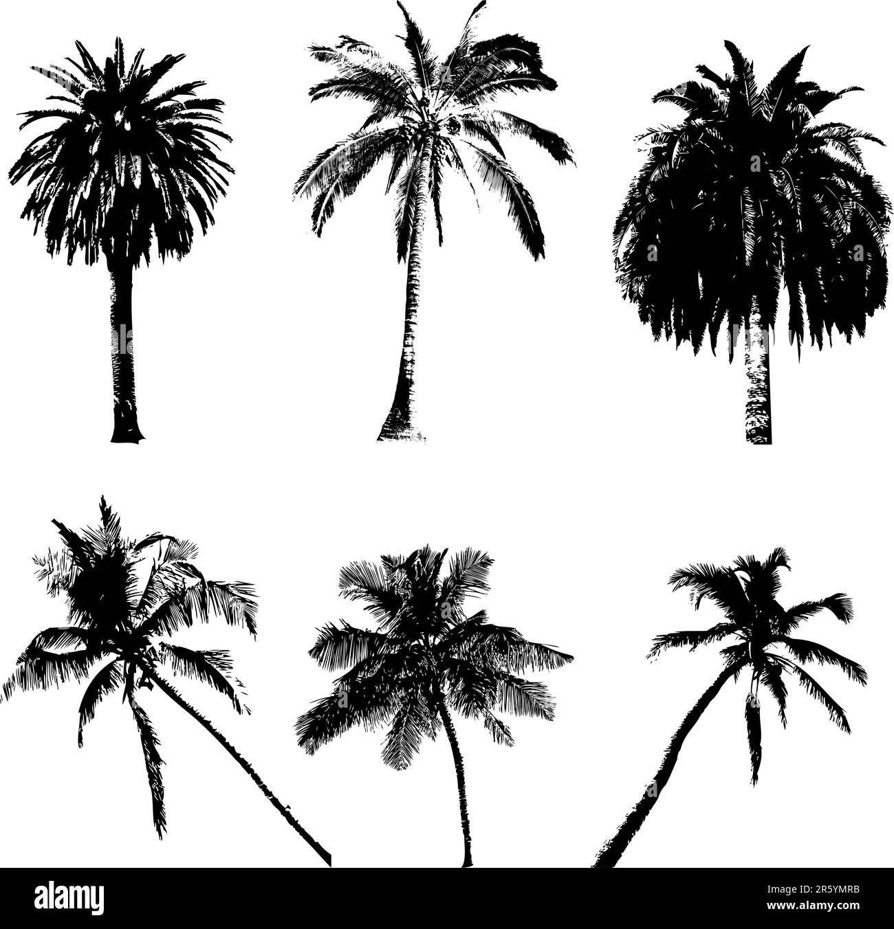 Palm Collection, Vektordarstellung für dein Design Stock Vektor