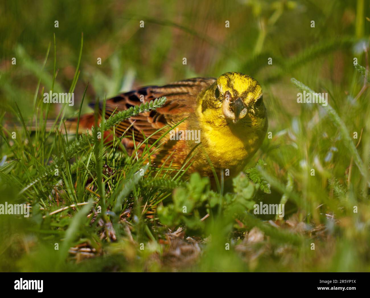 Yellowhammer-Vogel auf dem Boden, der nach Nahrung im Gras sucht Stockfoto