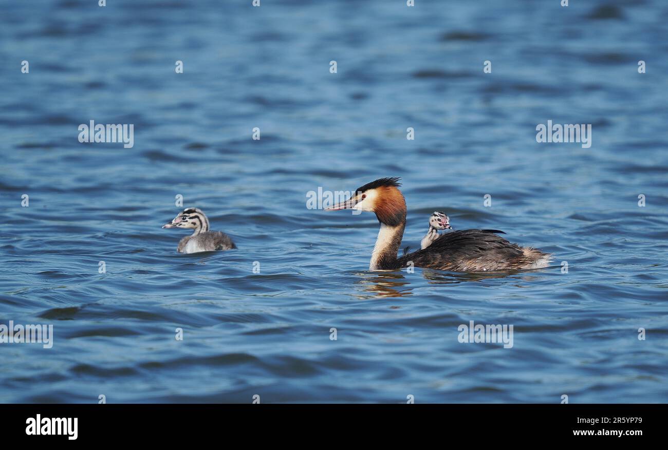 Große Kammmuscheln sind oft nicht die besten Eltern, besonders wenn die Brut geteilt ist und die Erwachsenen die Verantwortung für ein oder zwei Stück übernehmen. Stockfoto