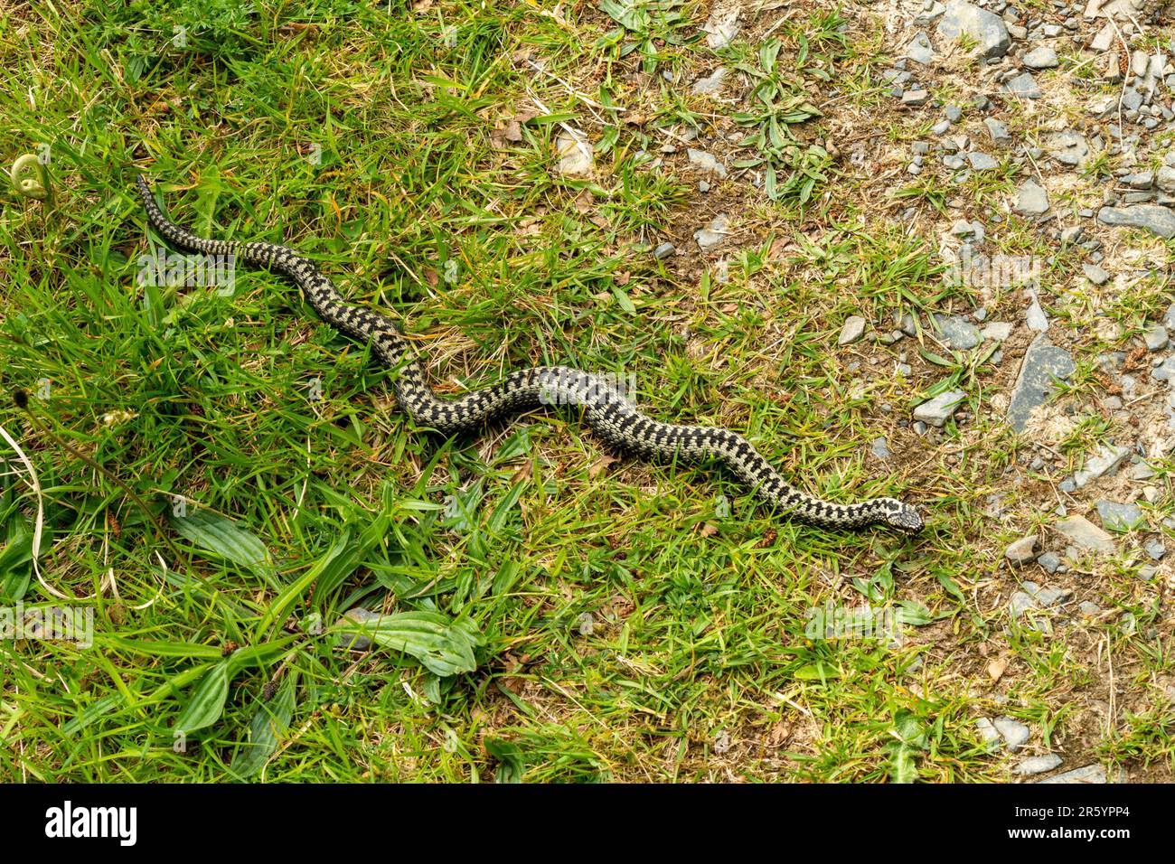 Lange gemeine europäische Schlange (Vipera berus) mit charakteristischen Zickzackmarkierungen, die den Fußweg auf der Isle of Skye im Mai überqueren, Schottland, Vereinigtes Königreich Stockfoto