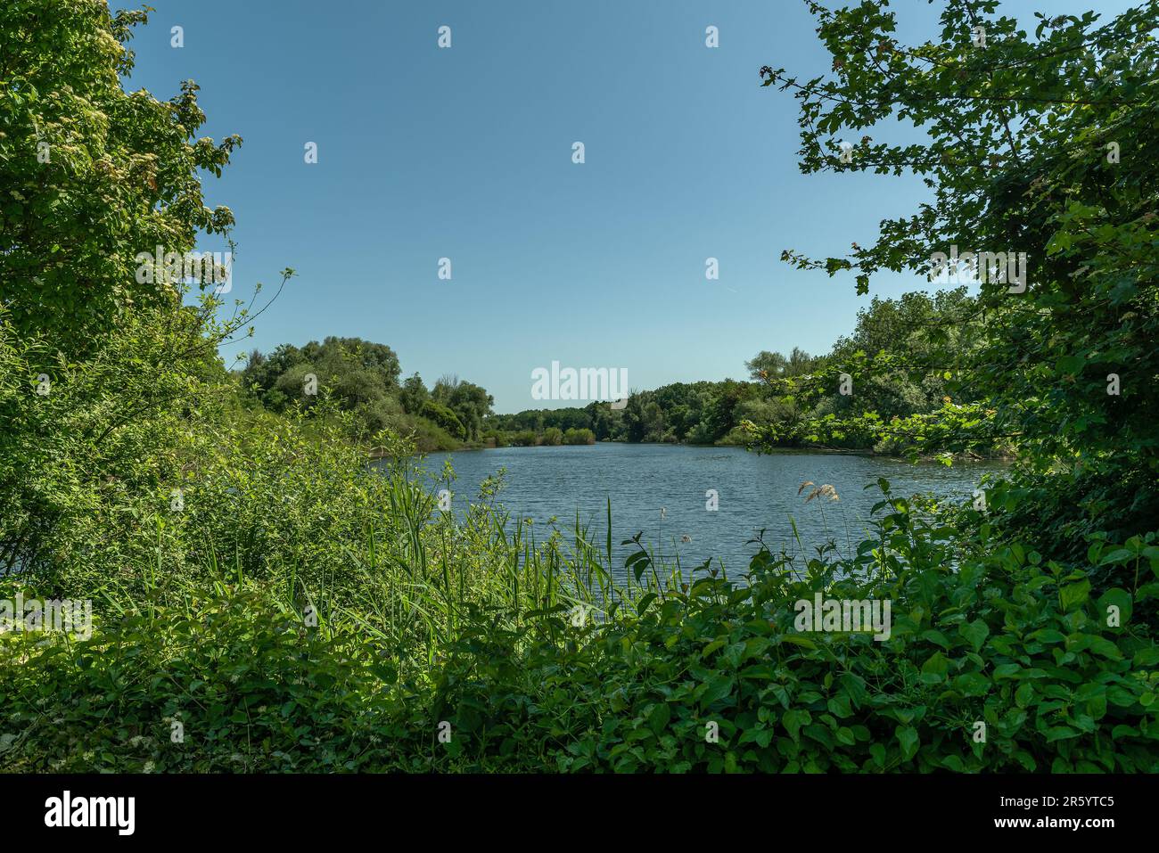 Das Naturschutzgebiet Enkheimer Ried im Osten des Frankfurter Bezirks Bergen-Enkheim Stockfoto