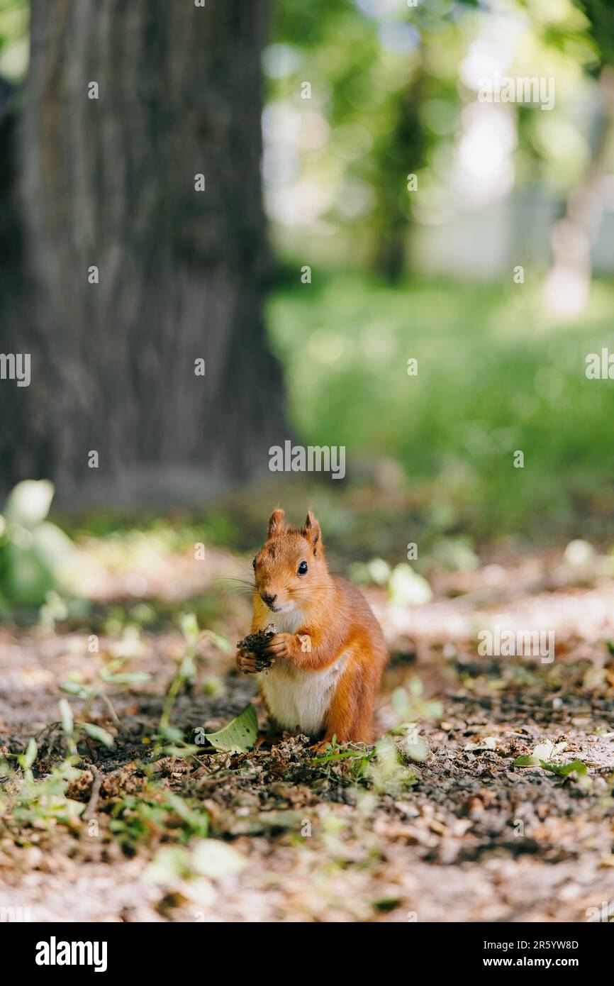 Eichhörnchen, das im Wald auf dem Boden sitzt, Nahrung mit den Pfoten hält und vor dem Hintergrund des Baumstamms isst. Stockfoto