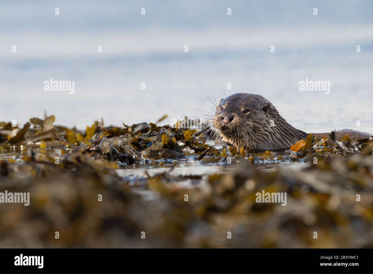 Europäischer Otter (Lutra lutra), Isle of Mull, Schottland Stockfoto