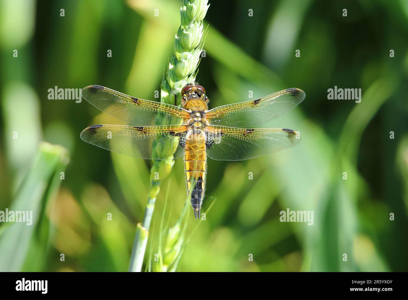 Weiblicher vierfleckiger Chaser (Libellula quadrimaculata), der an einem Samenkopf hängt Stockfoto