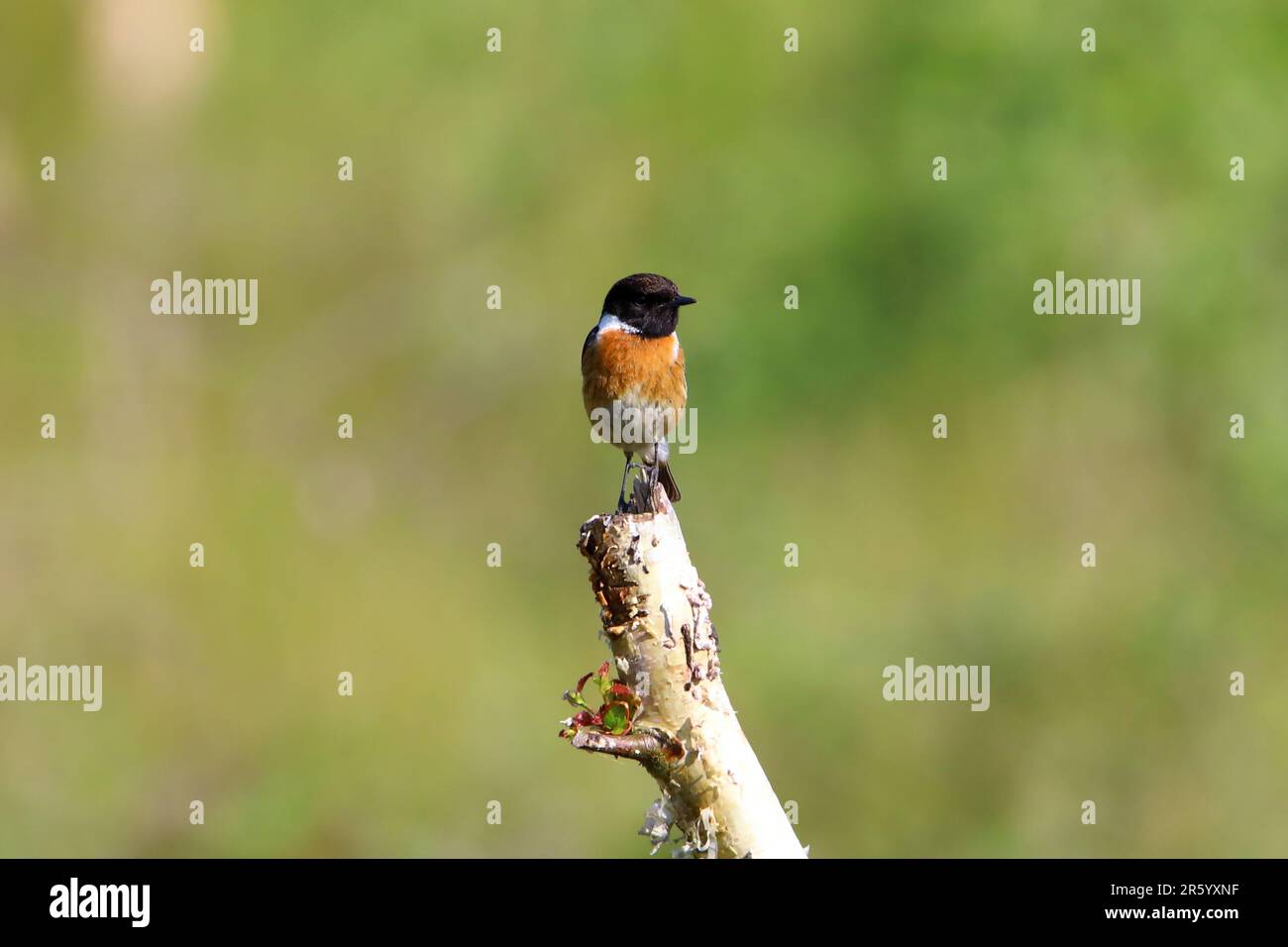Stonechat (Saxicola rubicola) männlich hoch oben Stockfoto