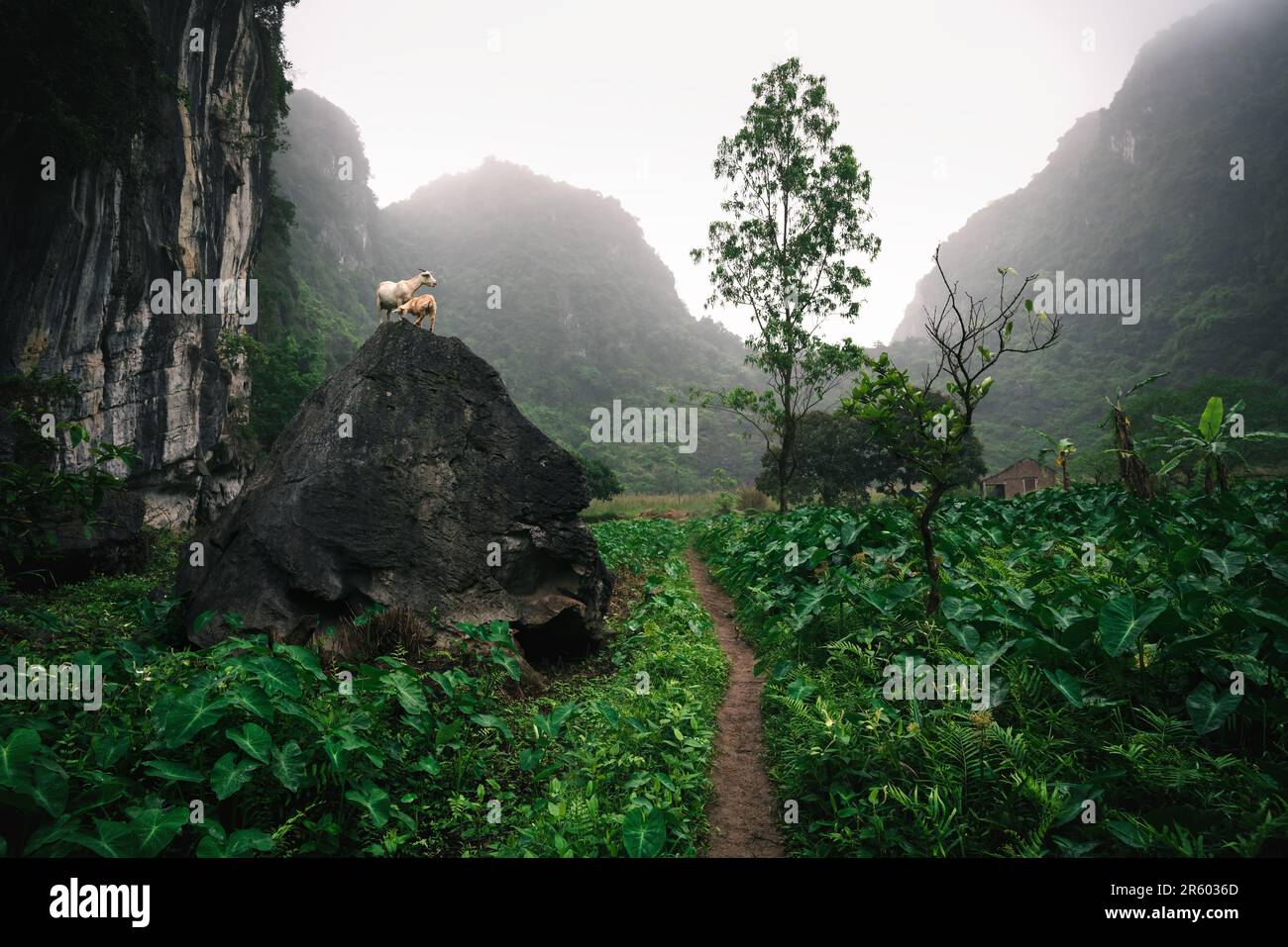 Zwei Ziegen auf einem Stein in einem versteckten Tal zwischen üppigen grünen Kalksteinbergen hinter einer Bich-dong-Pagode in Nihn Binh, Vietnamin Nihn Binh, Vietnam Stockfoto