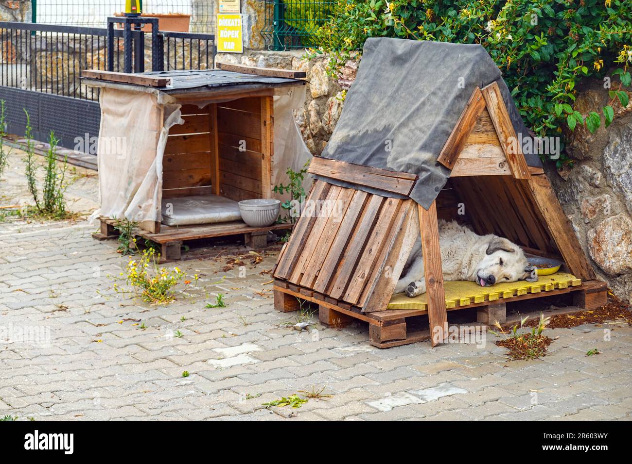 Der Hund in einer provisorischen Hundehütte, Datca, die türkisfarbene Küste im Südwesten der Türkei, ein beliebtes Urlaubsziel Stockfoto