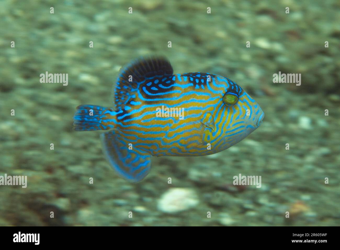 Juvenile Bluestriped Triggerfish, Pseudobalistes fuscus, Nudi Falls Dive Site, LembritStraits, Sulawesi, Indonesien Stockfoto
