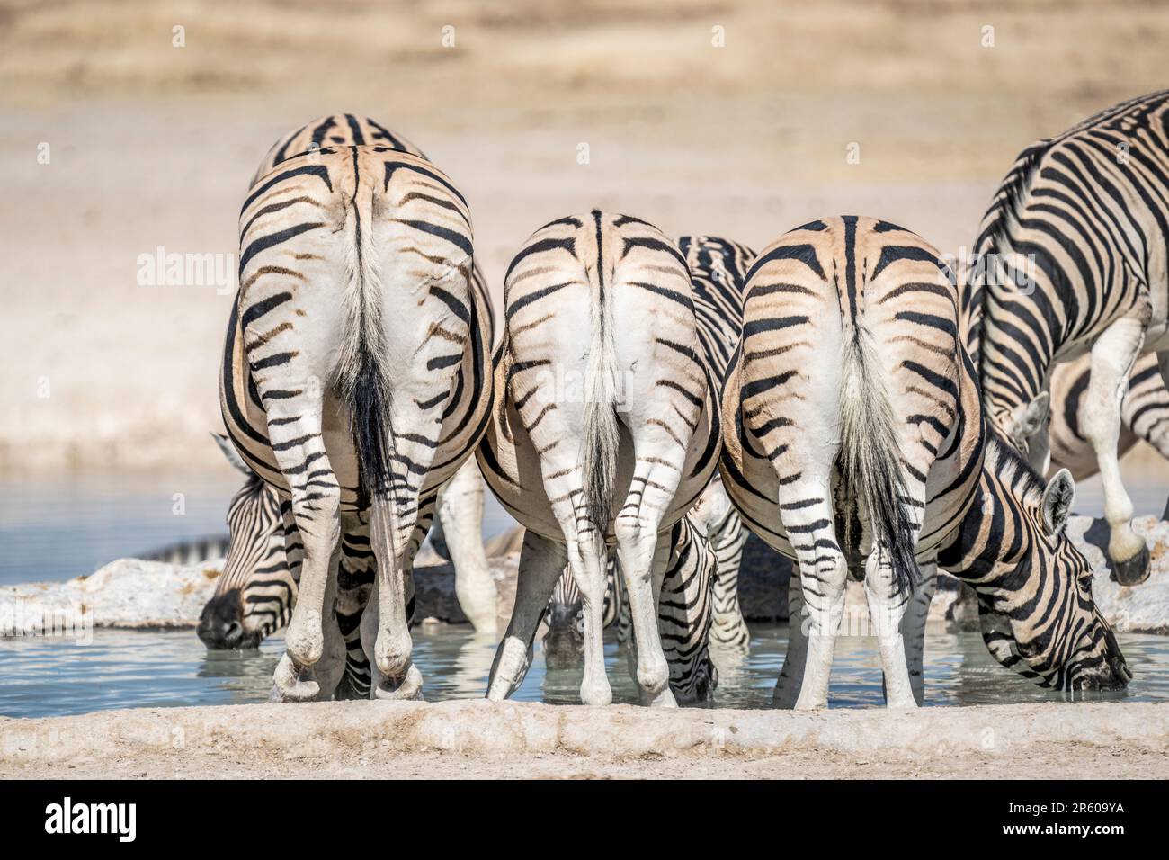 Zebras-Trinkwasserherde am Wasserloch in Etosha; Equus burchells. Etosha-Nationalpark, Namibia, Afrika Stockfoto