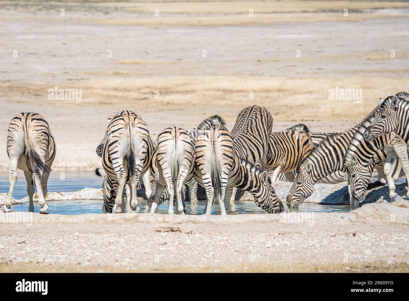 Zebras-Trinkwasserherde am Wasserloch in Etosha; Equus burchells. Etosha-Nationalpark, Namibia, Afrika Stockfoto