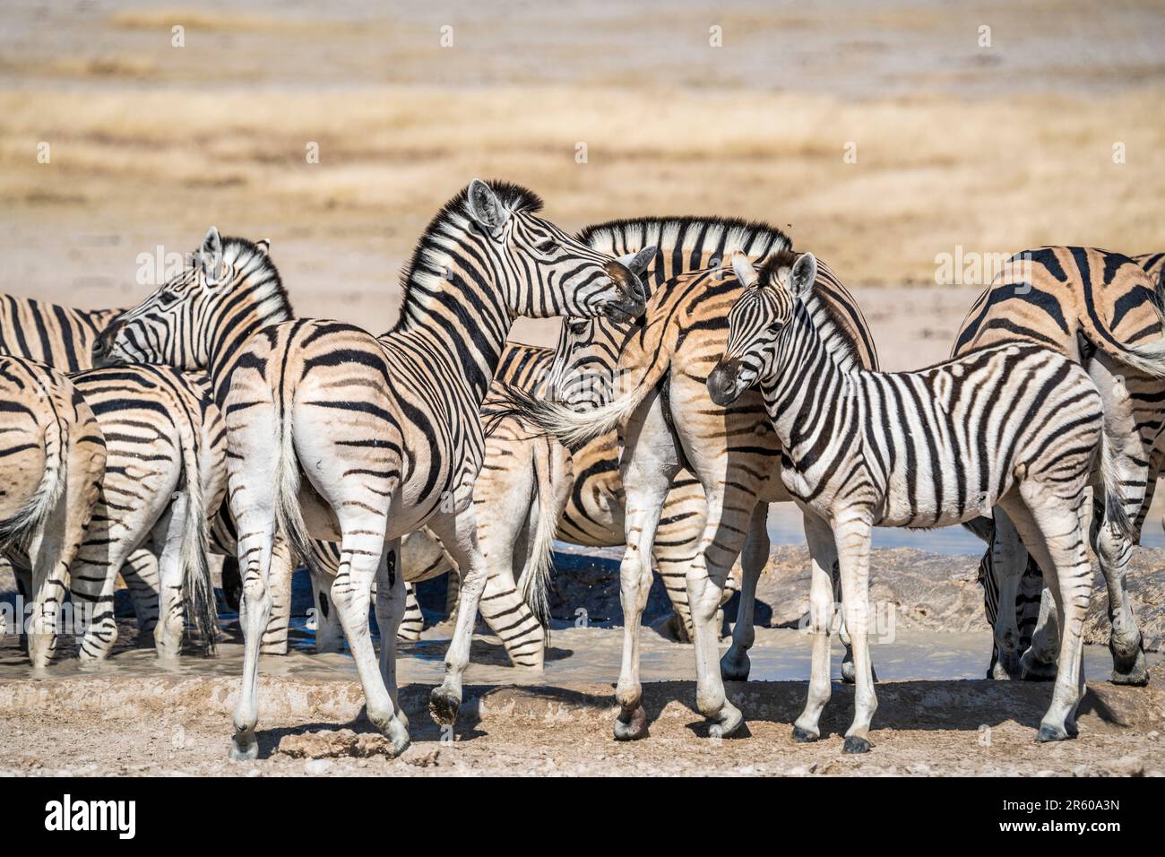 Zebras-Herde an einem Wasserloch in Etosha; Equus burchells. Etosha-Nationalpark, Namibia, Afrika Stockfoto