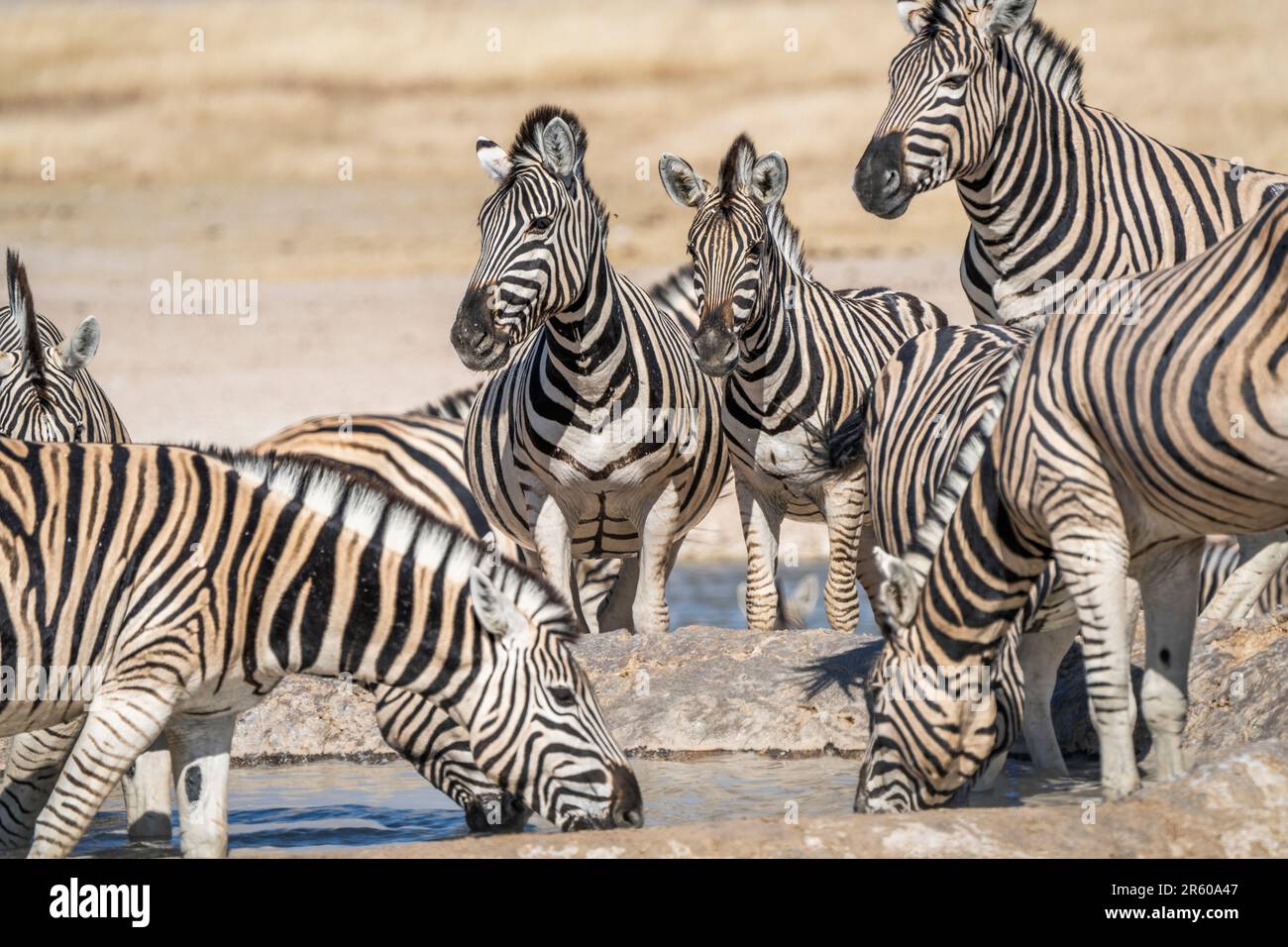 Zebras-Trinkwasserherde am Wasserloch in Etosha; Equus burchells. Etosha-Nationalpark, Namibia, Afrika Stockfoto