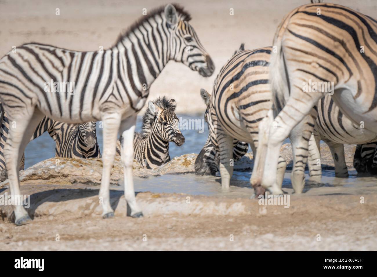 Zebras-Trinkwasserherde am Wasserloch in Etosha; Equus burchells. Etosha-Nationalpark, Namibia, Afrika Stockfoto