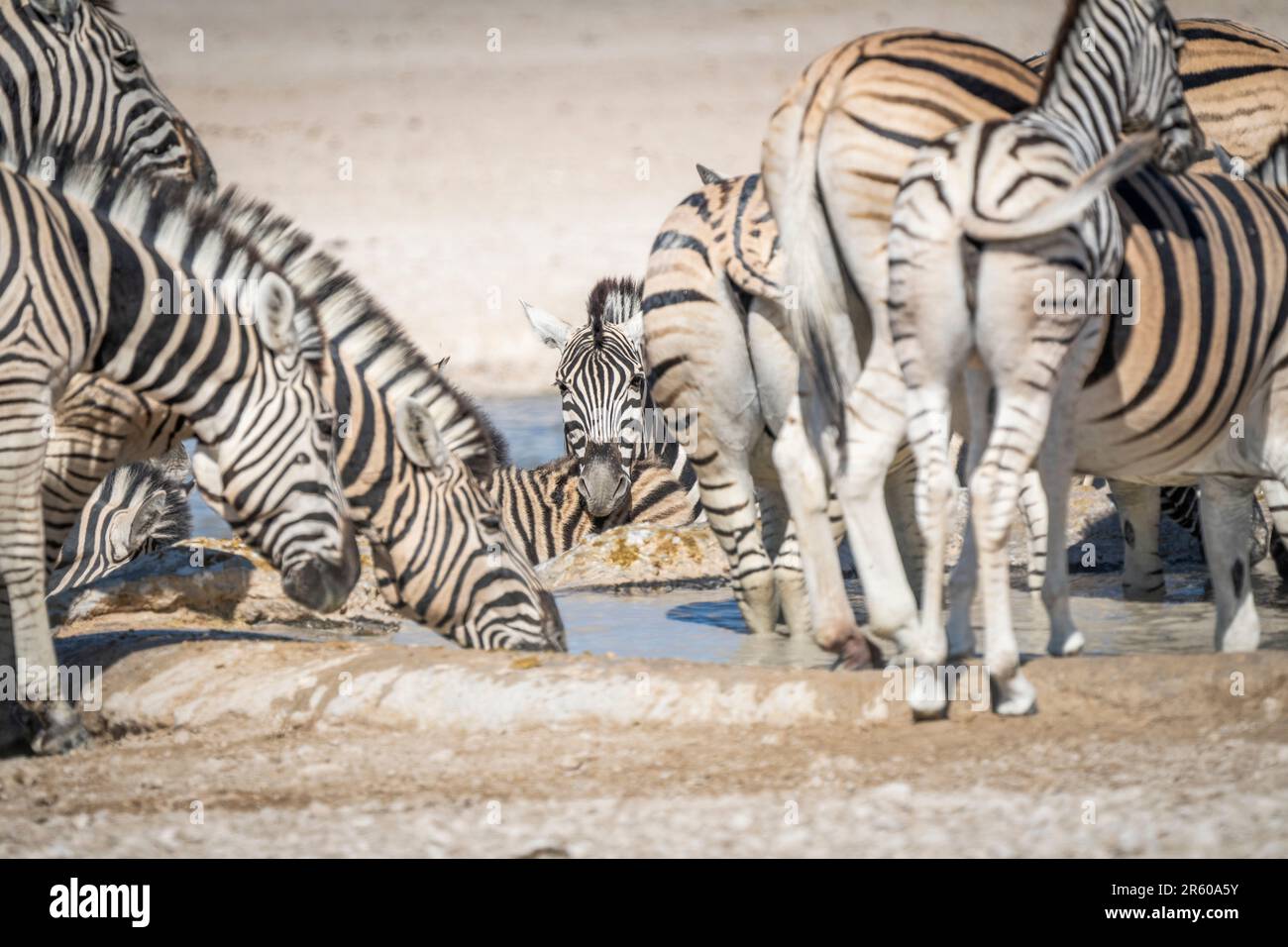 Zebras-Trinkwasserherde am Wasserloch in Etosha; Equus burchells. Etosha-Nationalpark, Namibia, Afrika Stockfoto