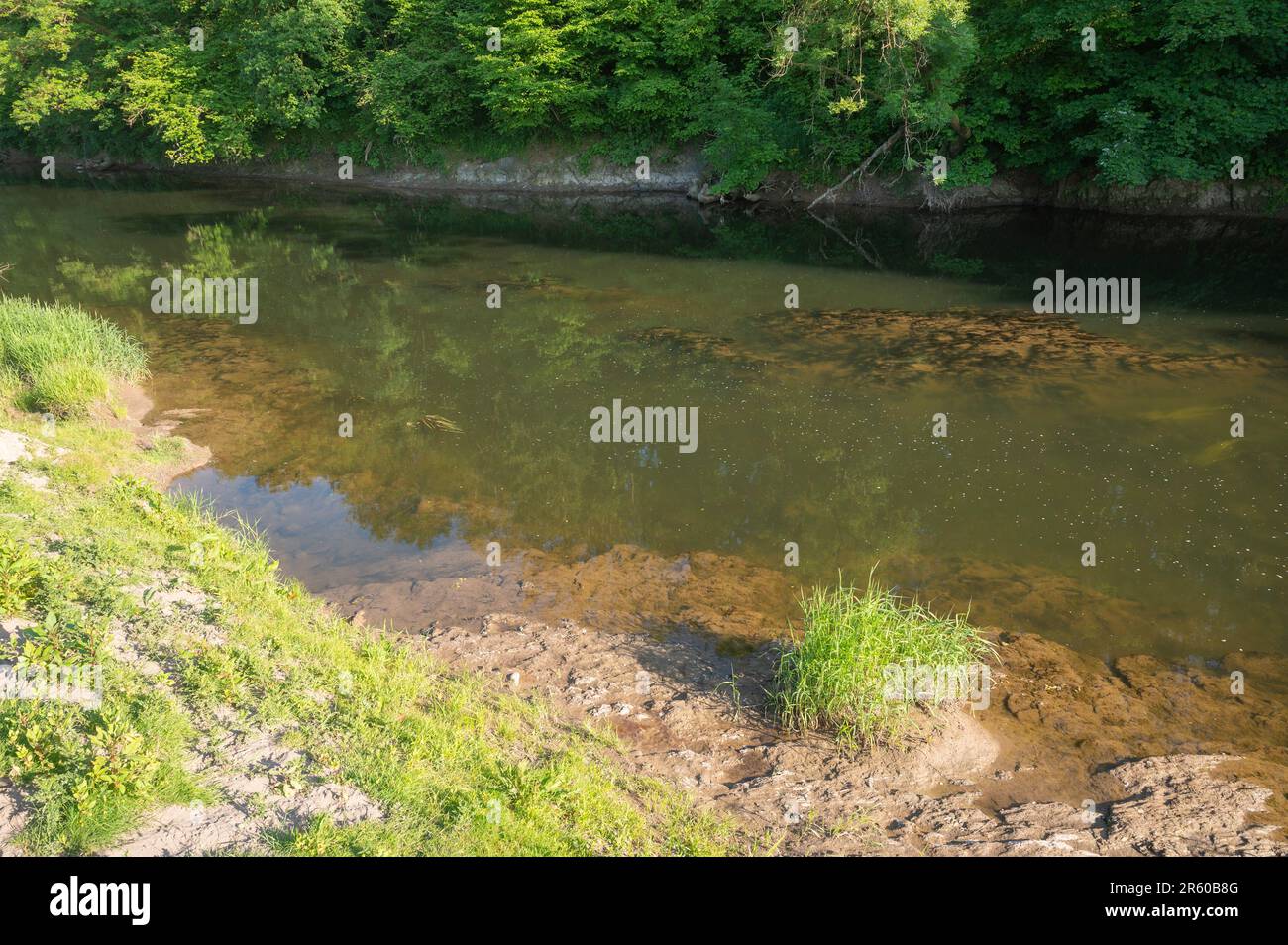 Trübes Wasser im Fluss Towy im Juni 2023 aufgrund von überschüssigem Plankton. Carmarthenshire, Wales, Großbritannien Stockfoto