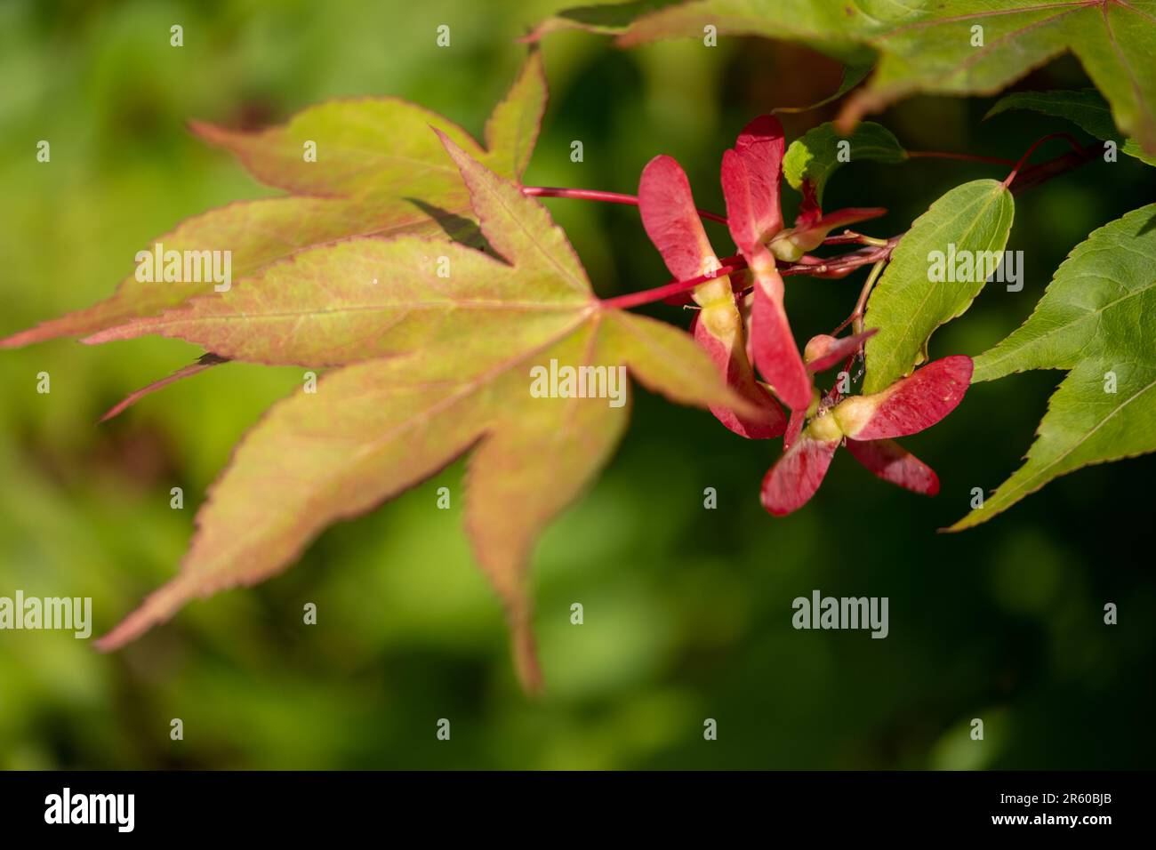 Nahaufnahme der geflügelten Samenkapseln des Ornamental Acer palmatum Osakazuki Tree, aufgenommen mit einer Makrolinse. Stockfoto