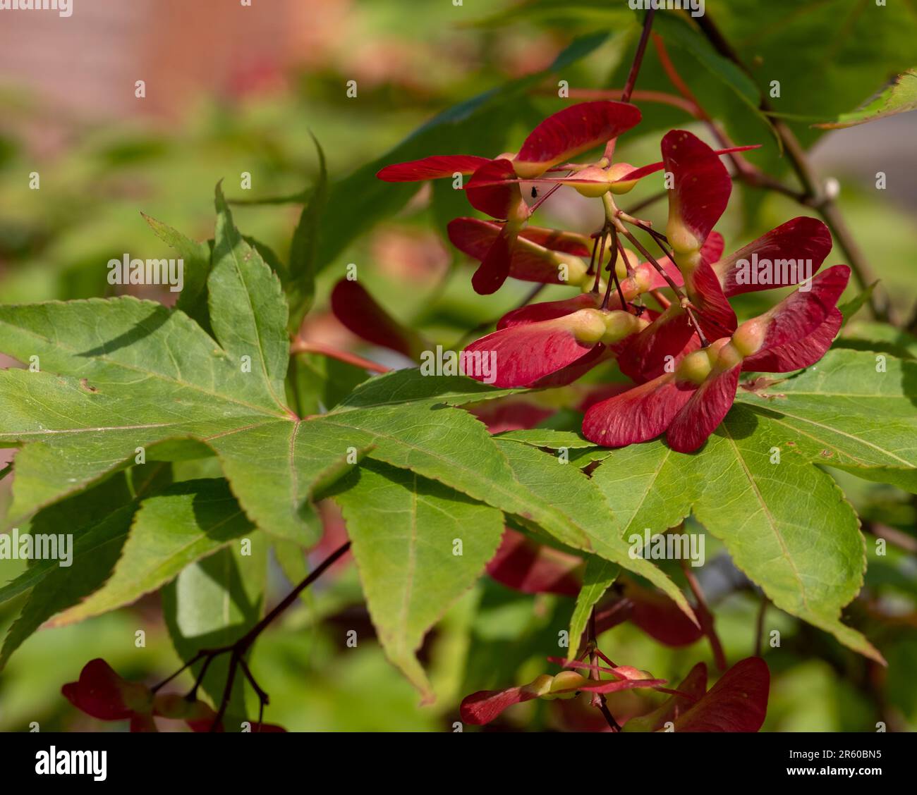 Nahaufnahme der geflügelten Samenkapseln des Ornamental Acer palmatum Osakazuki Tree, aufgenommen mit einer Makrolinse. Stockfoto