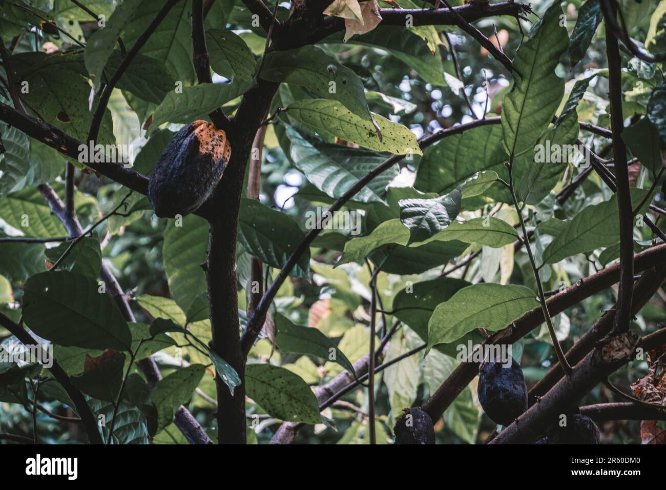 Eine lebhafte Auswahl an frischen Datteln, die von einem üppig grünen Baum in einer üppigen Waldlandschaft hängen Stockfoto