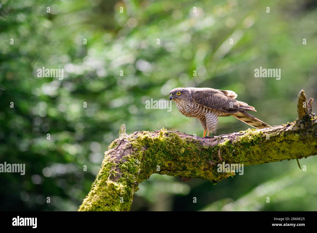 Sperber, Accipiter Nisus, hoch oben auf einem moosbedeckten Ast Stockfoto