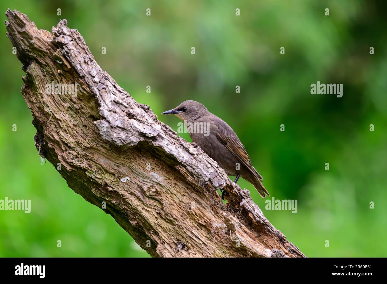Starling, Sturnus vulgarus, hoch oben auf einem Baumstamm Stockfoto