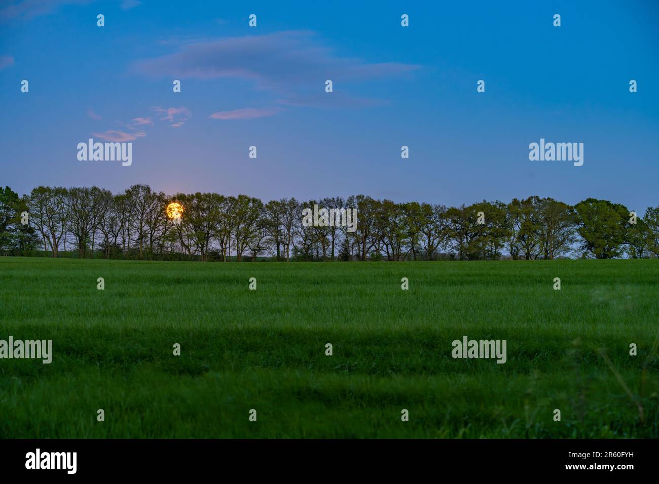 Der Vollmond erhebt sich hinter der Baumgrenze in der Nähe von Margaretting und Stock in Essex. Stockfoto