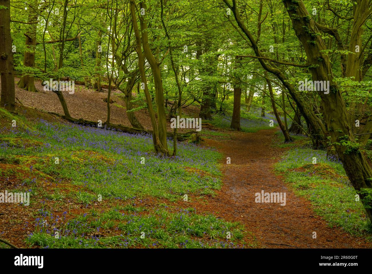 Bluebells in Swan und Cygnet Woods Stock Essex Stockfoto