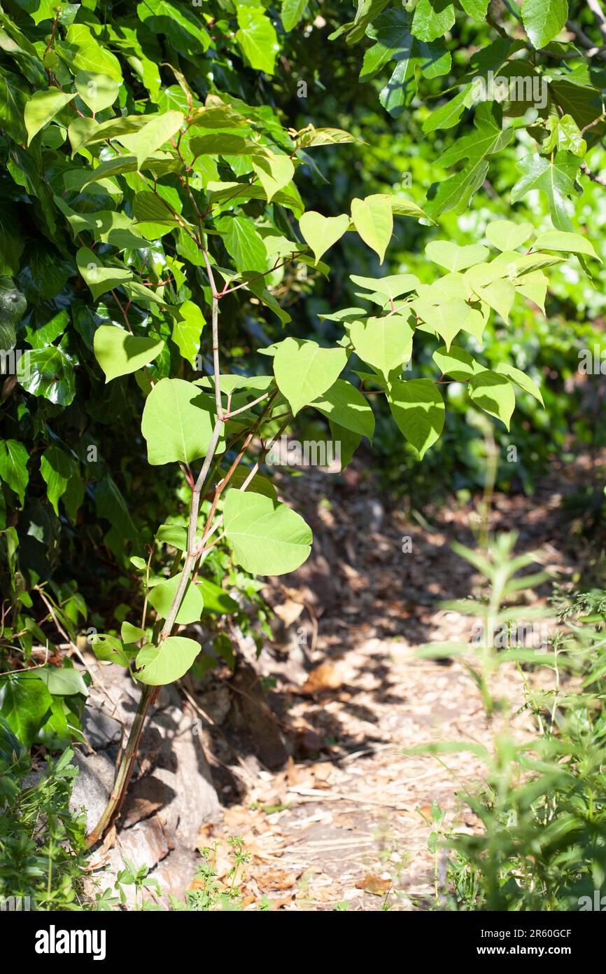Japanisches Knotweed (Reynoutria japonica syn. Fallopia japonica), die zwischen Steinen in einem Hochbeet in einem Garten in Clapham, London, wächst. Anna Watson Stockfoto