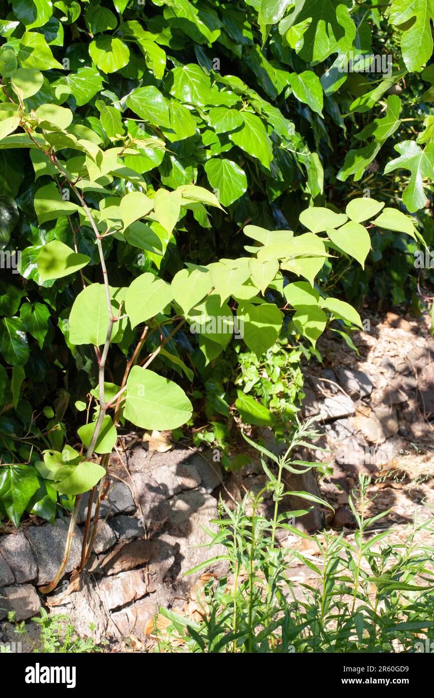 Japanisches Knotweed (Reynoutria japonica syn. Fallopia japonica), die zwischen Steinen in einem Hochbeet in einem Garten in Clapham, London, wächst. Anna Watson Stockfoto