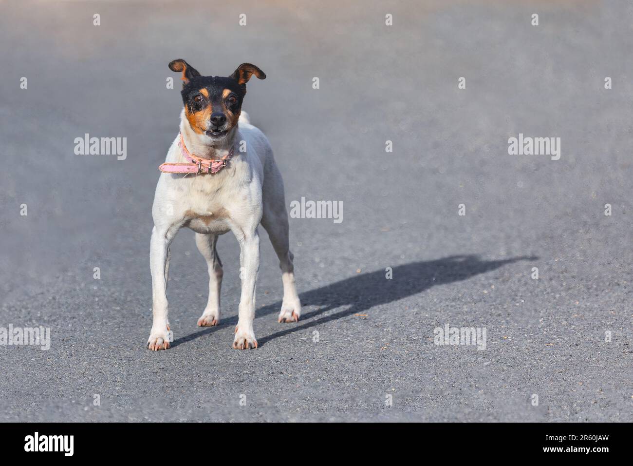 Verrückter Hund. Hund steht auf Asphaltstraße Stockfoto