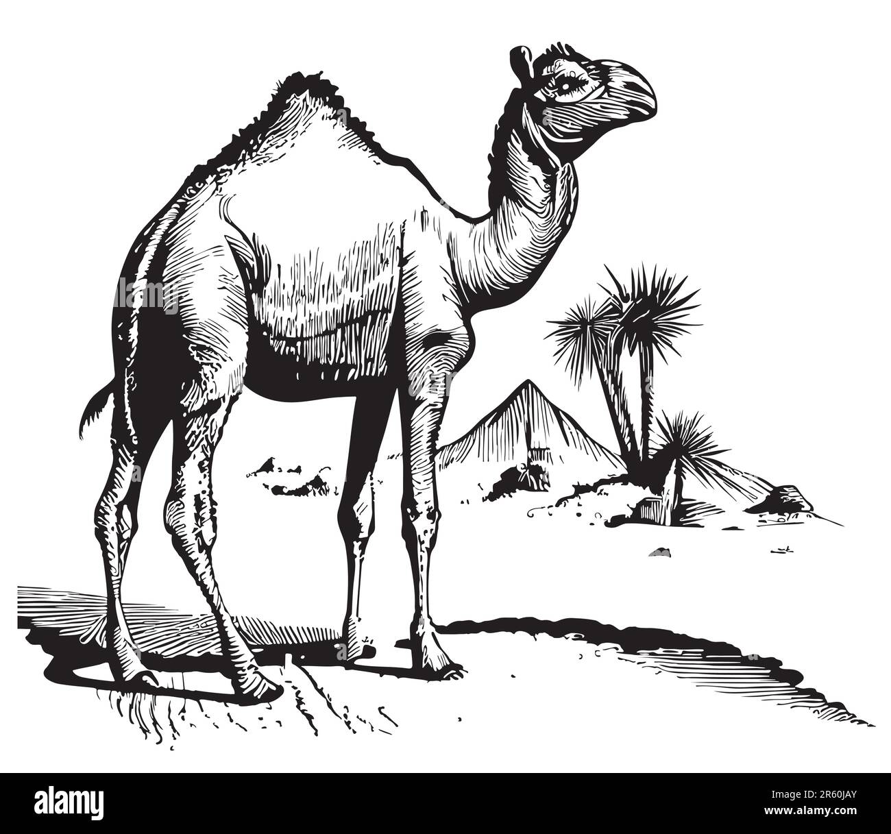 Kamel auf dem Hintergrund der Pyramiden handgezeichnete Zeichnung Stock Vektor