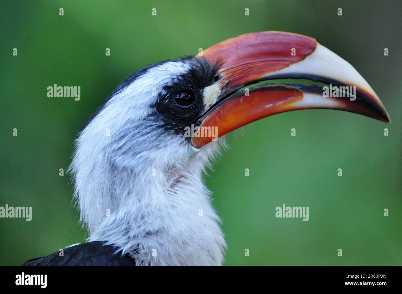 Hornbill-Vogelporträt im tropischen Dschungel in Tansania, Afrika Stockfoto
